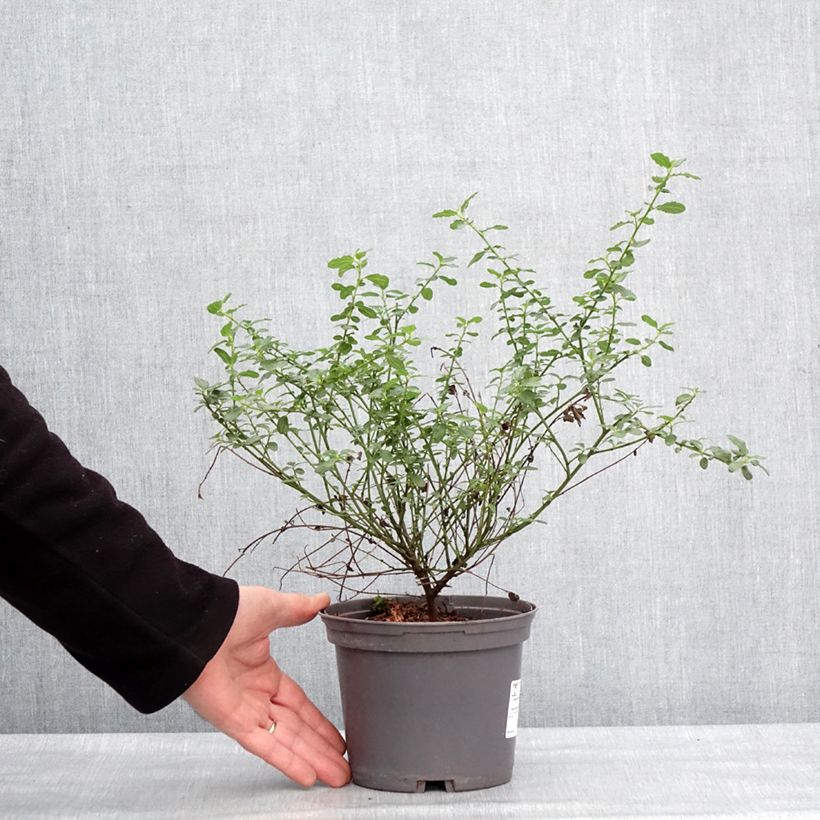 Example of Ceanothus x thyrsiflorus Snow Flurries - Amerikaanse sering Pot van 2 l/3 l as you get in hiver