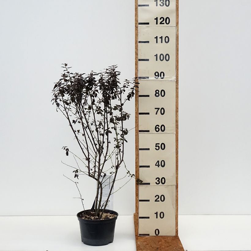 Example of Céanothe Tuxedo Pot van 4 l/5 l as you get in hiver