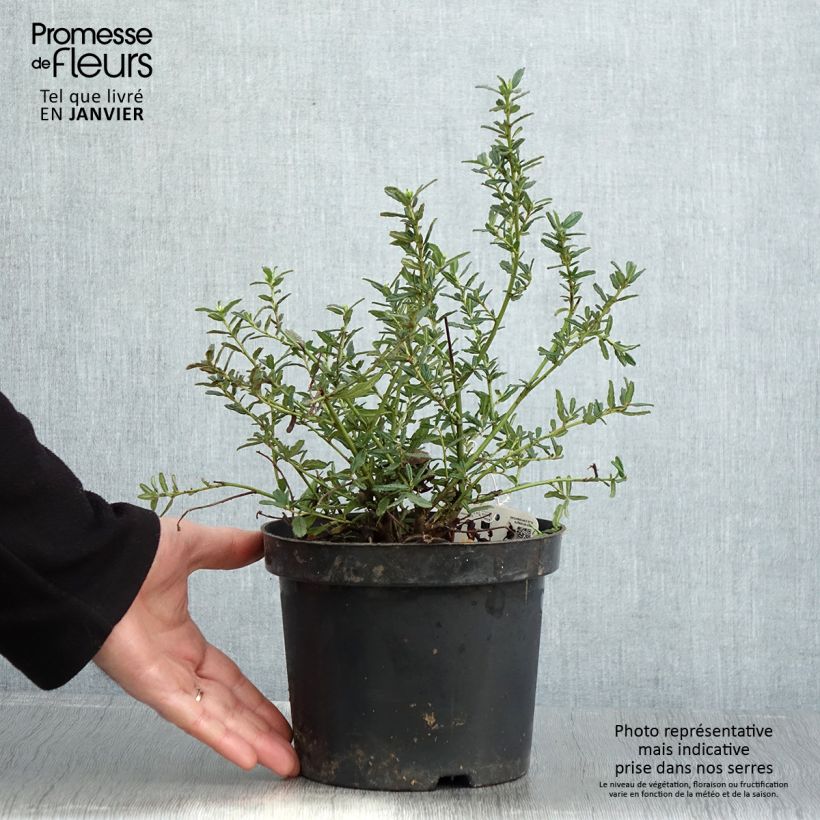 Example of Ceanothus Blue Diamond - Amerikaanse sering Pot van 2 l/3 l as you get in hiver