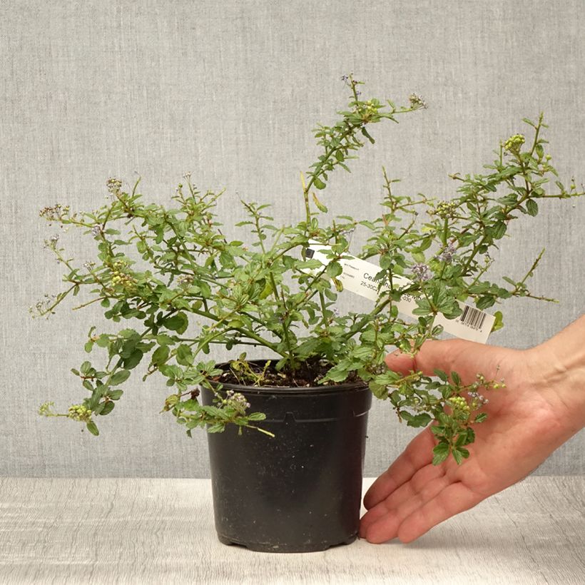 Exemplaar van Ceanothus Blue Mound - Amerikaanse sering Pot van 2 l/3 l zoals geleverd in de zomer