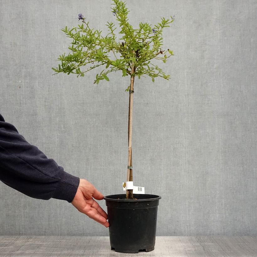 Exemplaar van Ceanothus Blue Mound - Amerikaanse sering Pot van 3 l/4 l, Stengel zoals geleverd in de lente