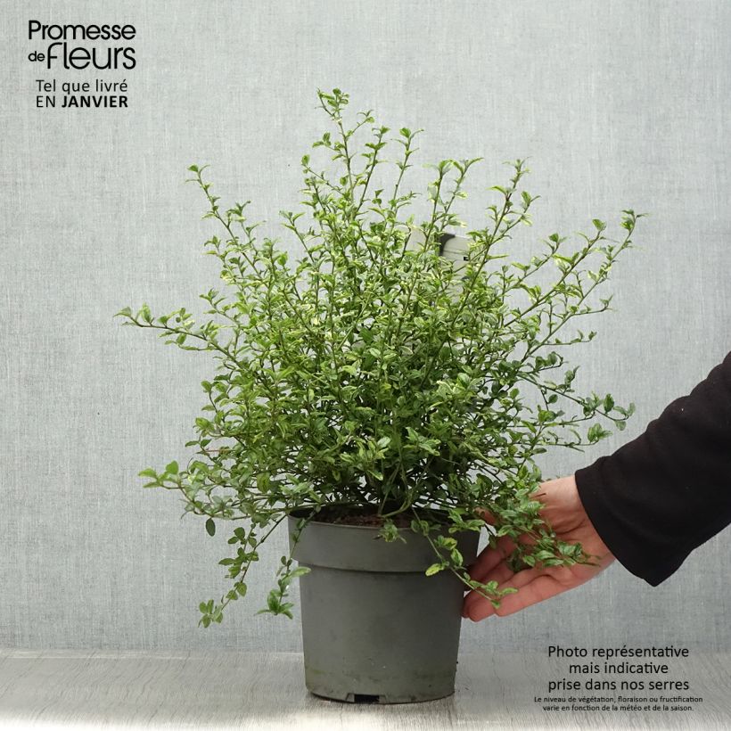 Example of Ceanothus El Dorado - Lilas de Californie Pot van 2 l/3 l as you get in hiver