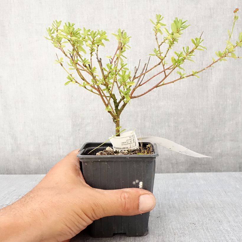 Exemplaar van Ceanothus foliosus Italian Skies - Californische sering Kweekpotje van 8/9 cm zoals geleverd in de zomer