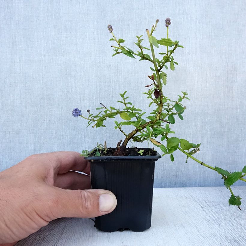Exemplaar van Ceanothus thyrsiflorus Repens - Amerikaanse sering Kweekpotje van 8/9 cm zoals geleverd in de zomer