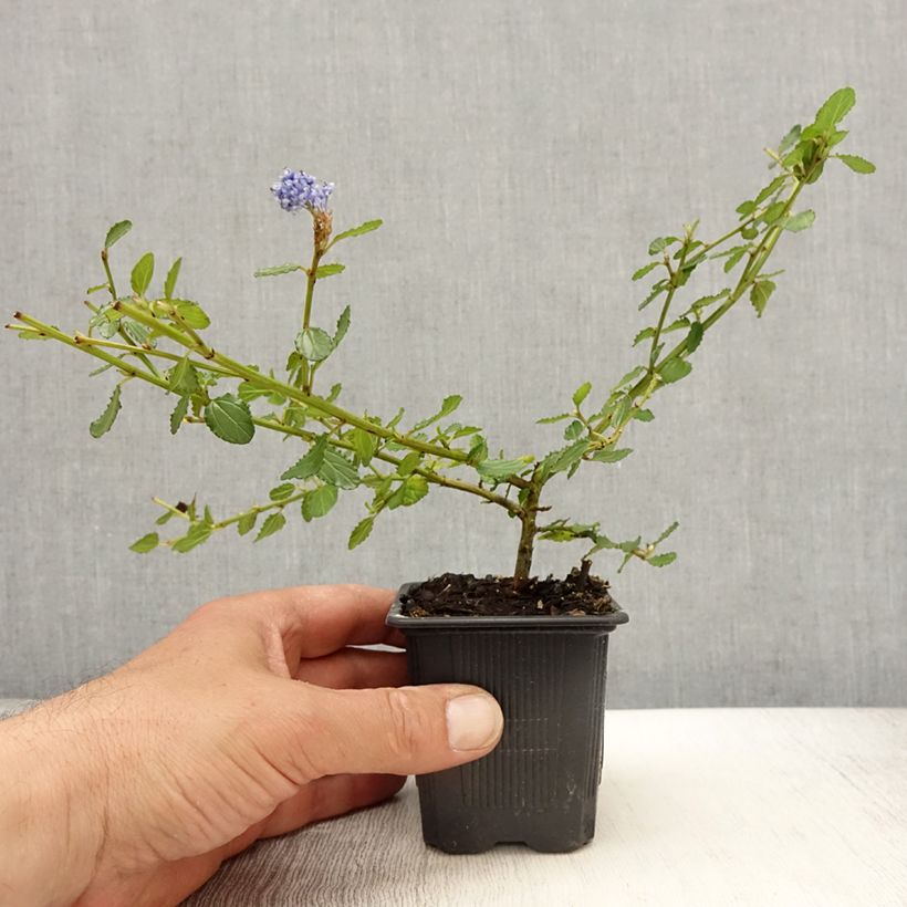 Exemplaar van Ceanothus thyrsiflorus Repens - Amerikaanse sering Kweekpotje van 8/9 cm zoals geleverd in de lente