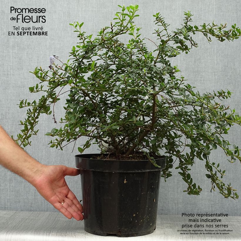 Exemplaar van Ceanothus thyrsiflorus Repens - Amerikaanse sering Pot van 7,5 l/10 l zoals geleverd in de herfst