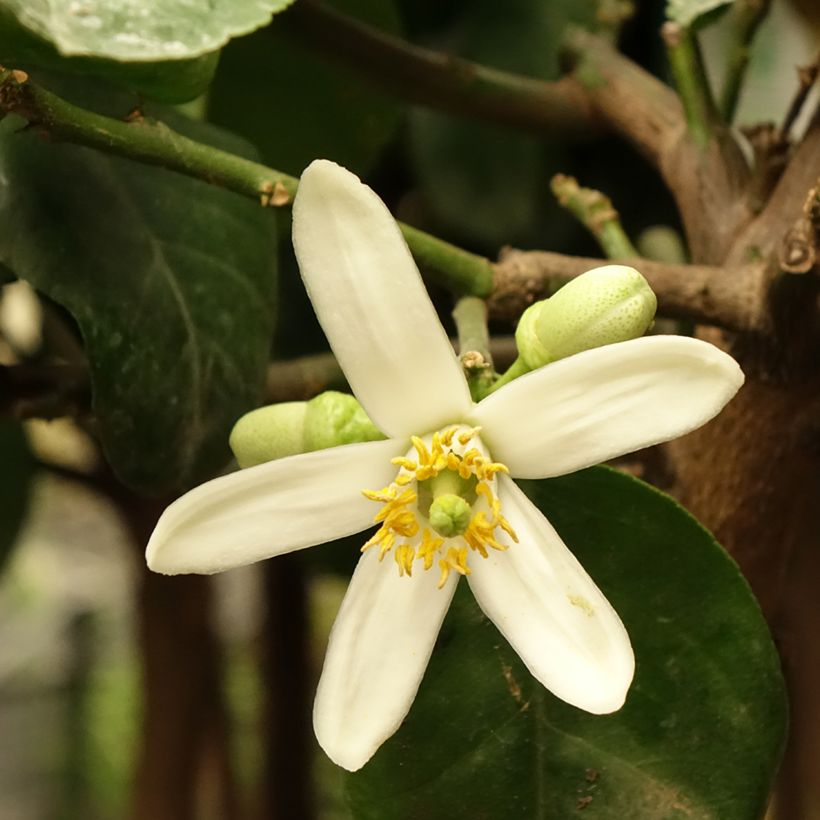 Sukadeboom - Citrus medica (Bloei)