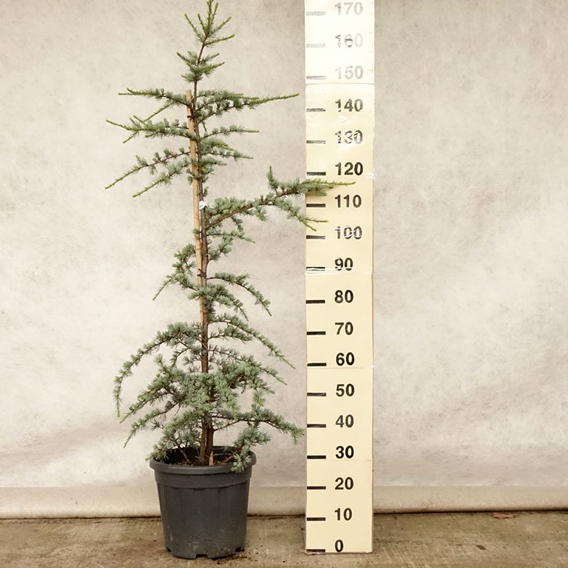 Exemplaar van Cedrus libani atlantica Glauca - Atlasceder Pot van 7,5 l/10 l zoals geleverd in de zomer