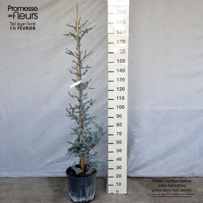 Example of Cedrus libani atlantica Glauca - Atlasceder Pot van 7,5 l/10 l as you get in hiver