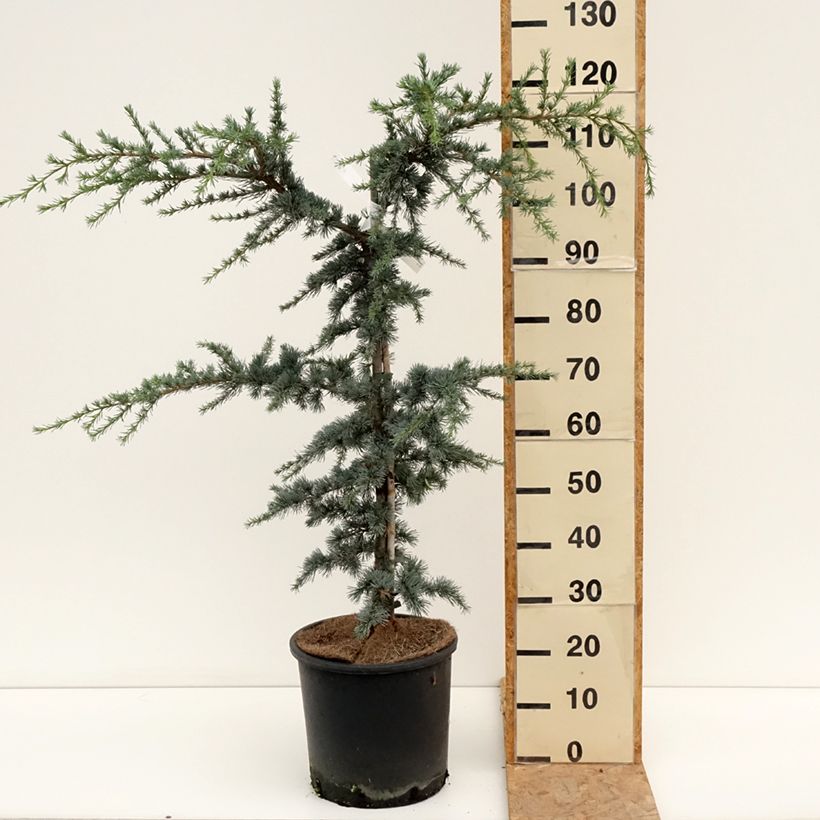 Exemplaar van Cedrus libani atlantica Horstmanns Silberspitz - Atlasceder Pot van 12 l/15 l zoals geleverd in de zomer