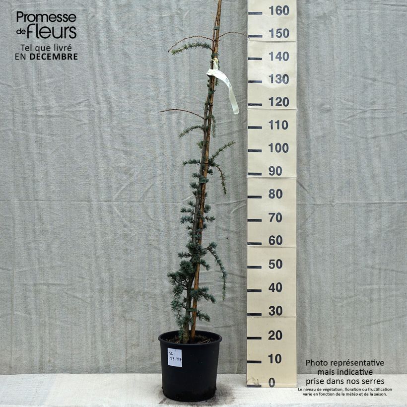 Example of Cèdre de l'Atlas pleureur - Cedrus libani Atlantica Pendula Pot van 7,5 l/10 l as you get in hiver