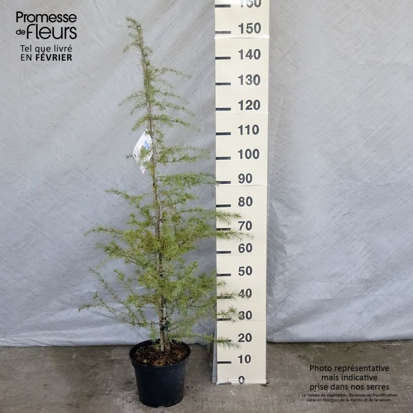 Example of Cedrus deodara - Himalayaceder Pot van 12 l/15 l as you get in hiver