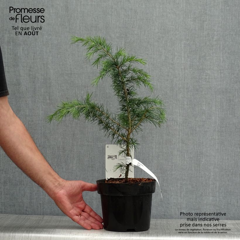 Exemplaar van Cedrus deodara - Himalayaceder Pot van 3 l/4 l zoals geleverd in de zomer