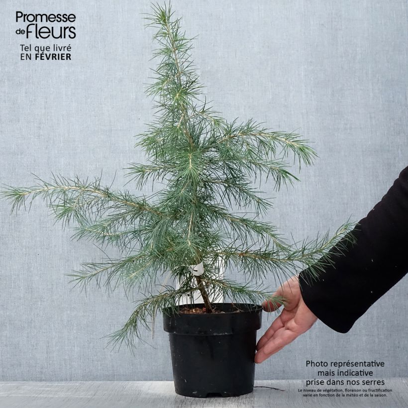 Example of Cedrus deodara - Himalayaceder Pot van 3 l/4 l as you get in hiver