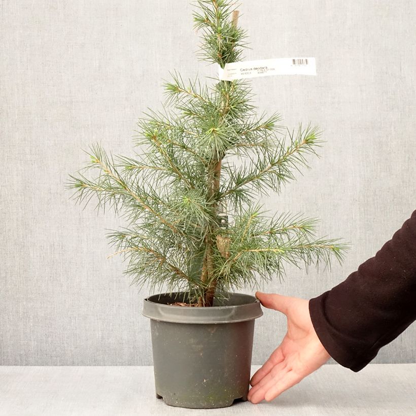 Exemplaar van Cedrus deodara - Himalayaceder Pot van 3 l/4 l zoals geleverd in de lente