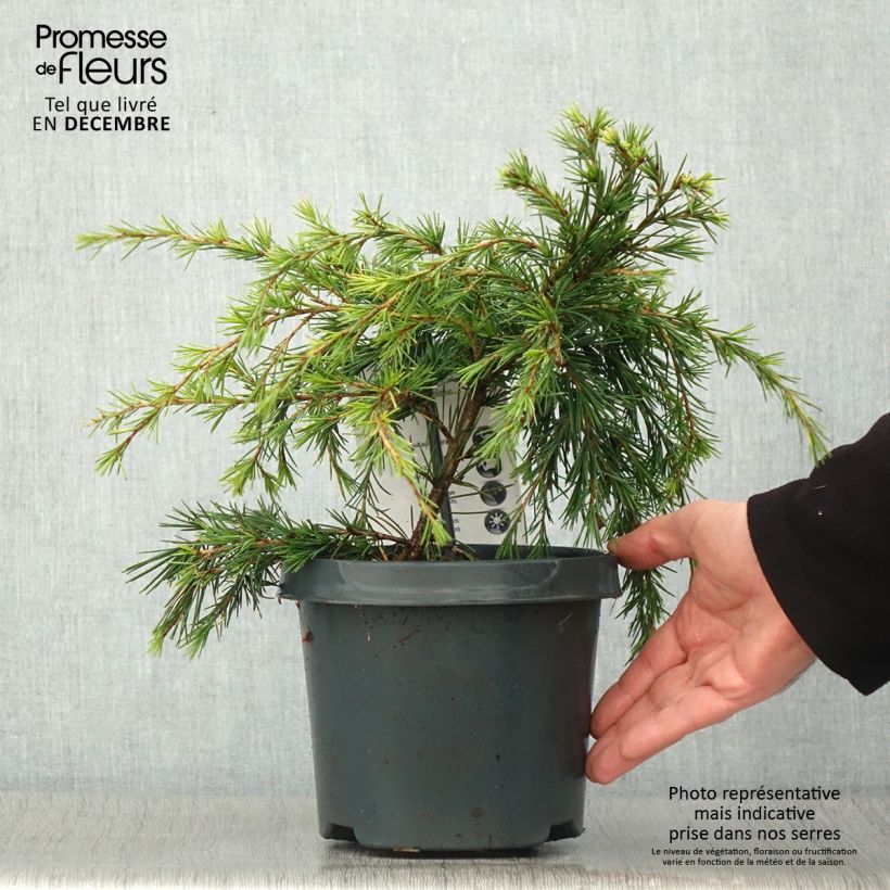 Exemplaar van Cedrus deodara Feeling Blue - Himalayaceder Pot van 3 l/4 l zoals geleverd in de herfst