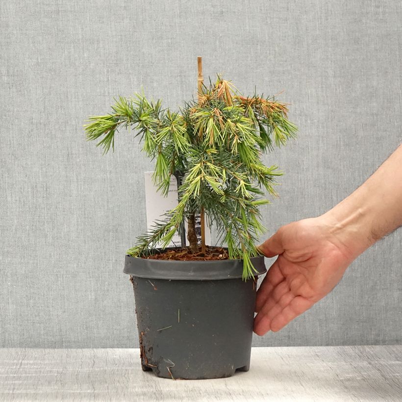 Exemplaar van Cedrus deodara Feeling Blue - Himalayaceder Pot van 3 l/4 l zoals geleverd in de lente