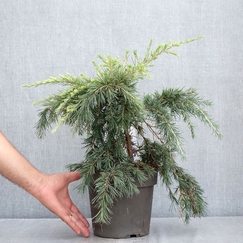 Exemplaar van Cedrus deodara Feeling Blue - Himalayaceder Pot van 3 l/4 l zoals geleverd in de zomer