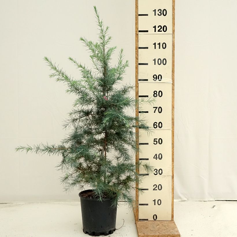 Exemplaar van Cedrus deodara Pendula - Himalayaceder Pot van 7,5 l/10 l zoals geleverd in de zomer