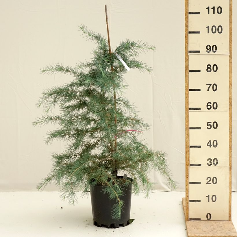 Example of Cèdre de l'Himalaya Pendula - Cedrus deodara Pot van 7,5 l/10 l as you get in printemps