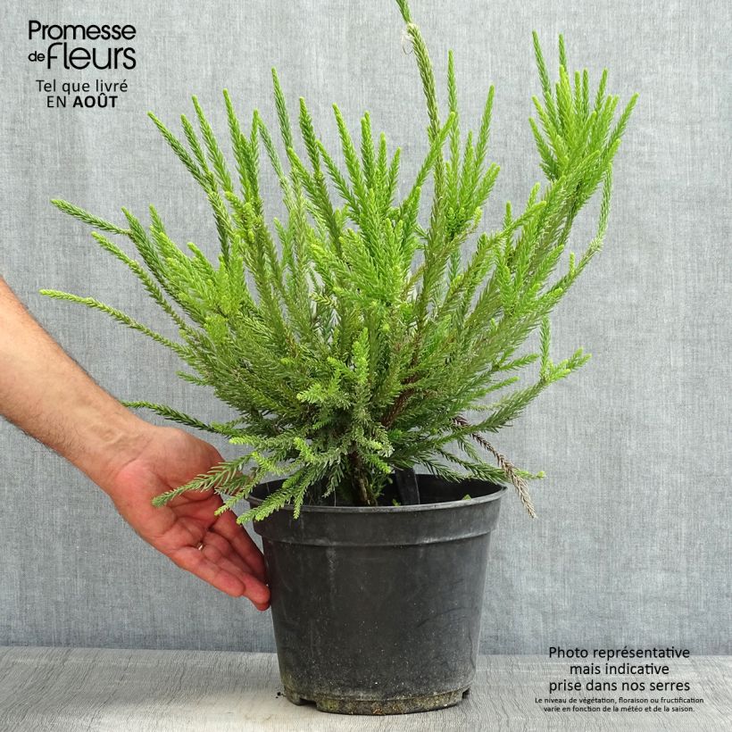 Exemplaar van Cryptomeria japonica Araucarioides - Japanse cipres Pot van 4 l/5 l zoals geleverd in de zomer