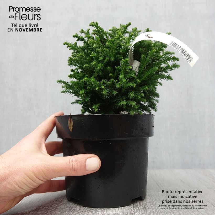 Exemplaar van Cryptomeria japonica Green Pearl - Japanse cipres Pot van 2 l/3 l zoals geleverd in de herfst