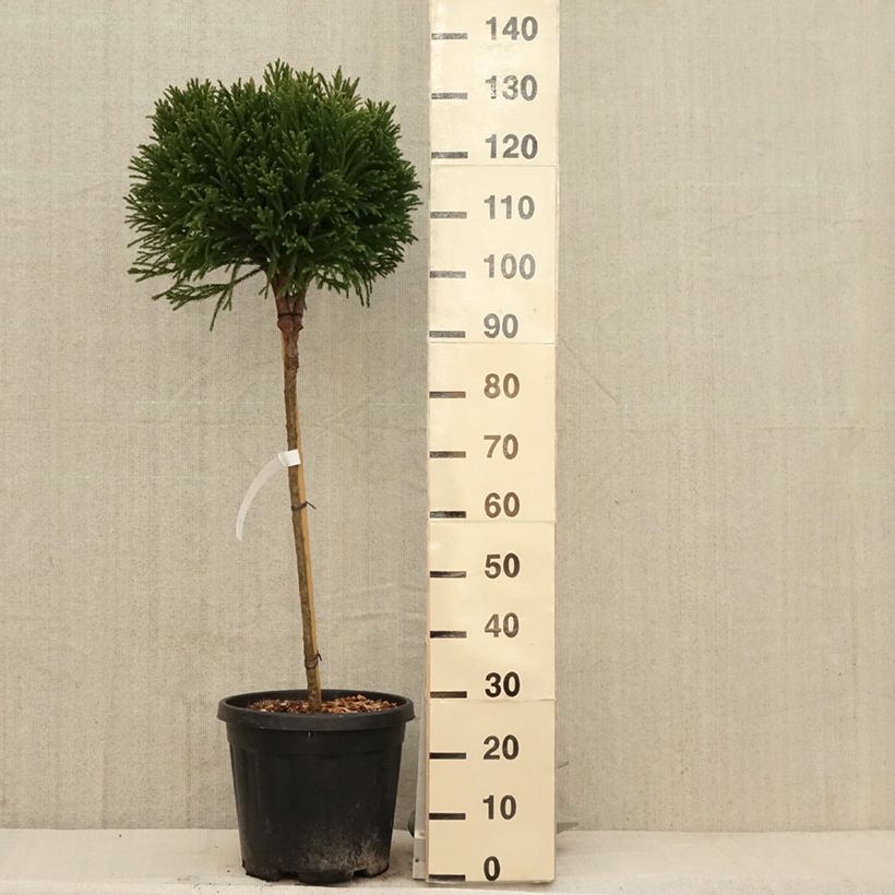 Exemplaar van Cryptomeria japonica Globosa Nana - Japanse cipres Pot van 12 l/15 l, Stengel zoals geleverd in de lente