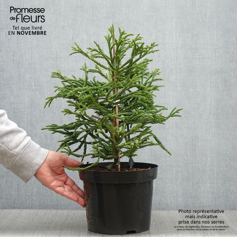 Exemplaar van Cryptomeria japonica Spiralis - Cèdre du Japon Pot de 4L/5L zoals geleverd in de herfst