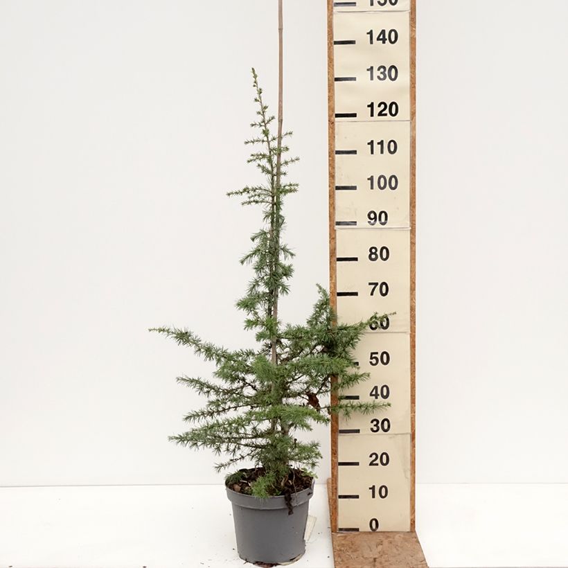 Exemplaar van Cedrus libani - Libanonceder Pot van 7,5 l/10 l, Stengel zoals geleverd in de winter