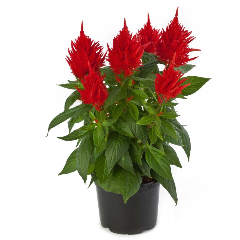Pluimamarant Kelos Fire Oranje in plantgoed - Celosia argentea (Flowering)