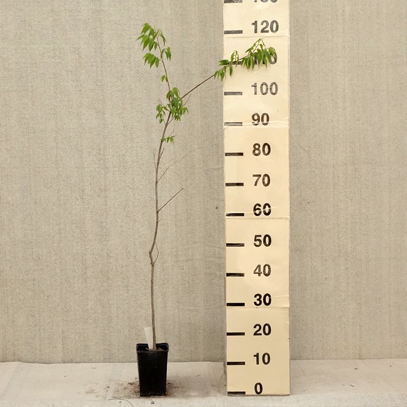 Exemplaar van Celtis australis - Europese netelboom Kweekpotje van 8/9 cm zoals geleverd in de zomer