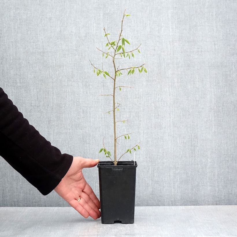 Exemplaar van Celtis australis - Europese netelboom Kweekpotje van 8/9 cm zoals geleverd in de lente