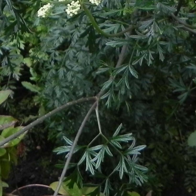 Cenolophium denudatum - Baltische peterselie (Foliage)