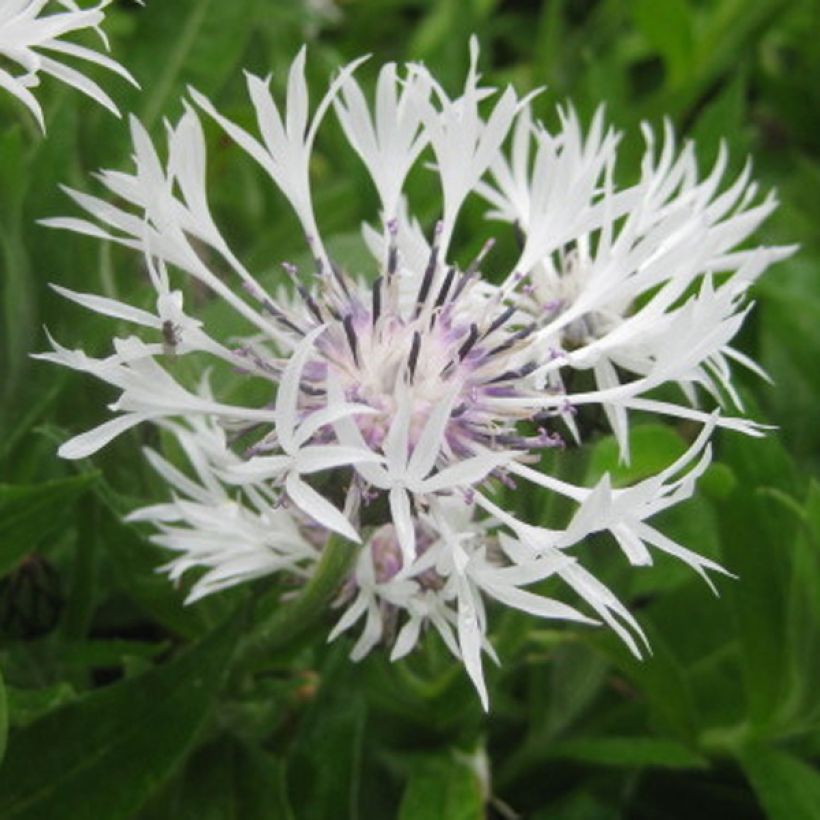 Centaurea montana Alba - Bergkorenbloem wit (Flowering)