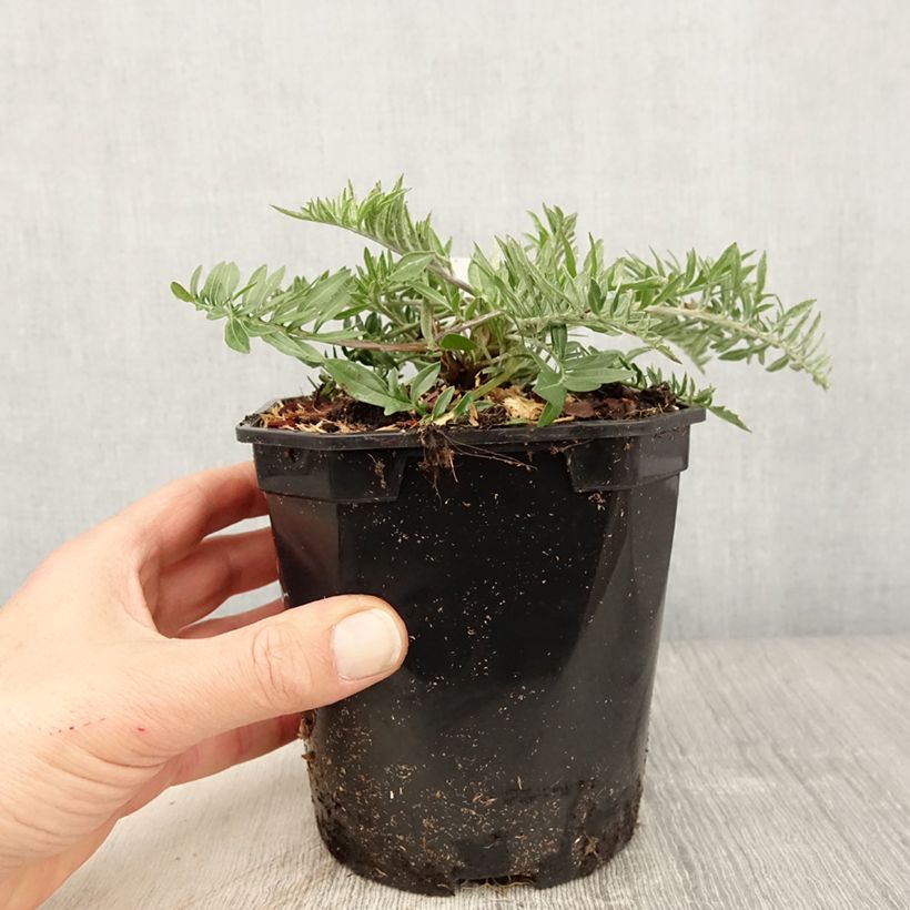 Exemplaar van Centaurea atropurpurea - Korenbloem Pot van 2 l/3 l zoals geleverd in de lente