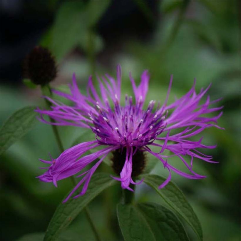Centaurea x montana - Bergkorenbloem (Flowering)