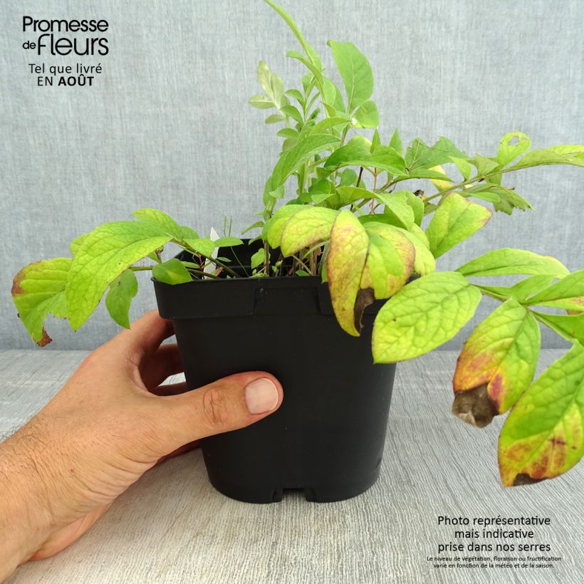 Exemplaar van Centaurea dealbata Stenbeergii - Perzische korenbloem Pot van 2 l/3 l zoals geleverd in de zomer