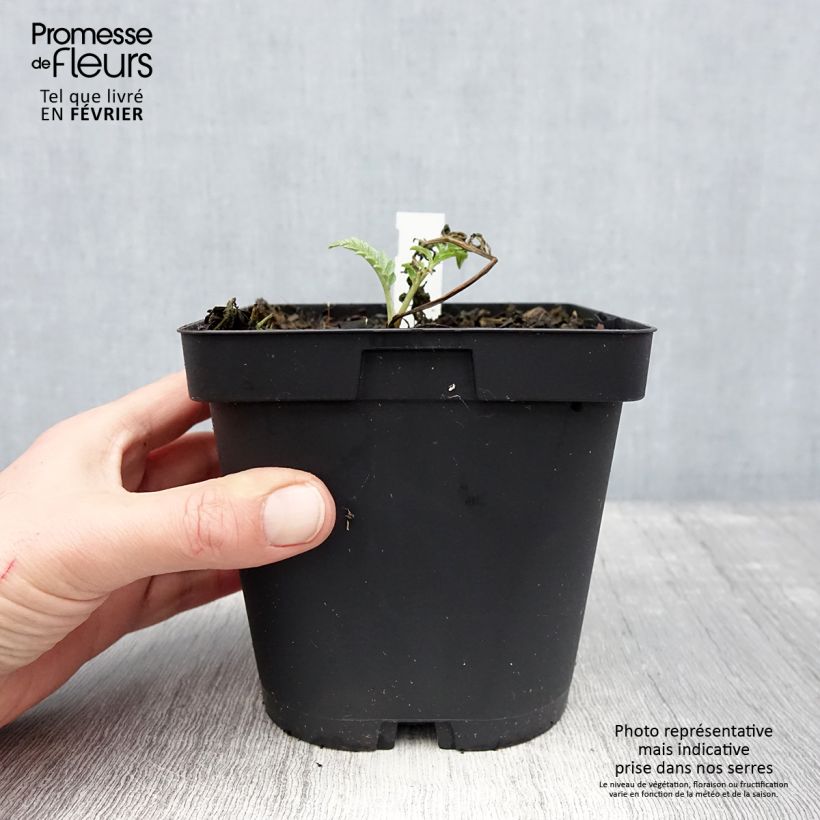 Example of Centaurea dealbata Steenbergii - Centaurée de Perse Pot van 2 l/3 l as you get in hiver