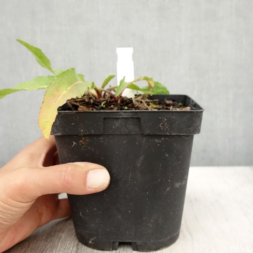 Exemplaar van Centaurea macrocephala - Gele korenbloem Pot van 2 l/3 l zoals geleverd in de herfst