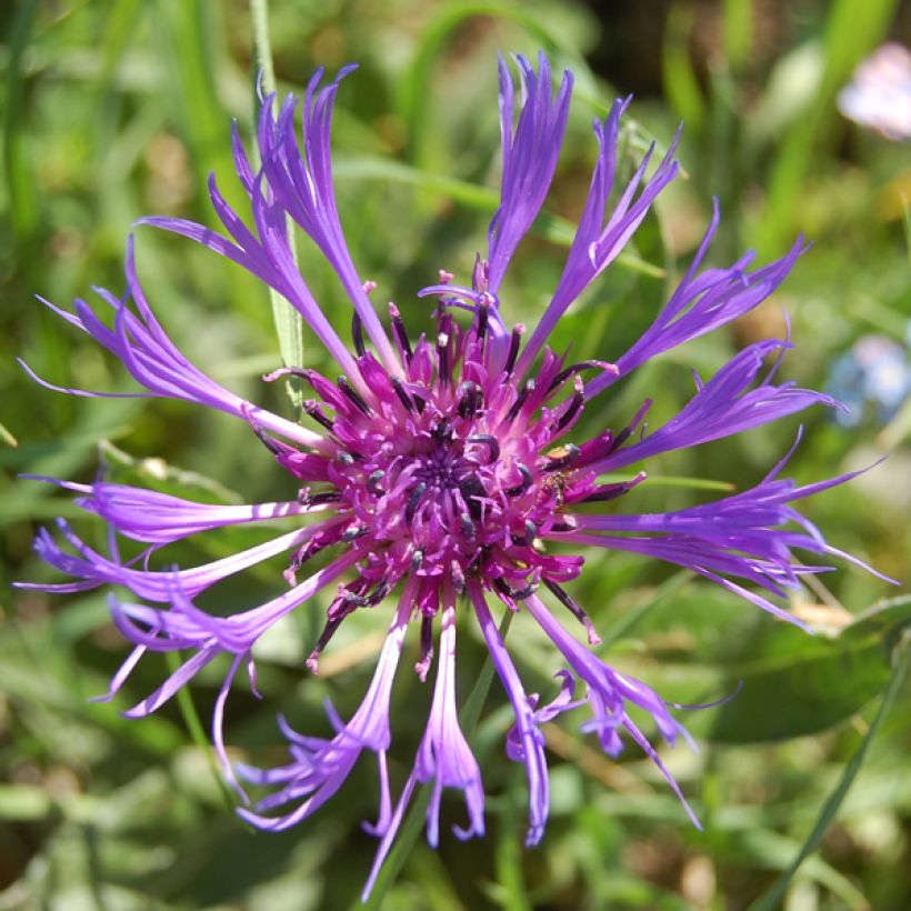 Centaurea montana Coerulea - Bergkorenbloem (Flowering)