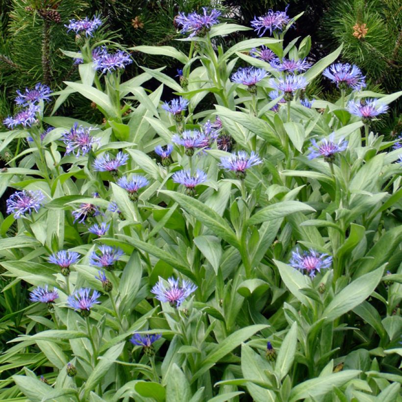Centaurea montana Coerulea - Bergkorenbloem (Plant habit)
