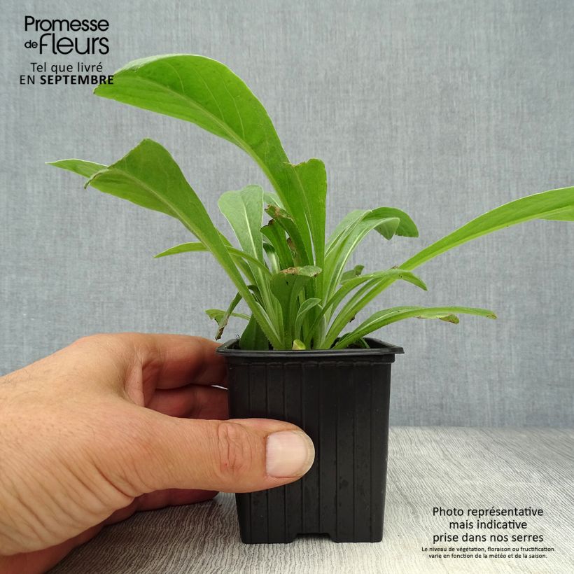 Exemplaar van Centaurea x montana - Bergkorenbloem Kweekpotje van 8/9 cm zoals geleverd in de herfst