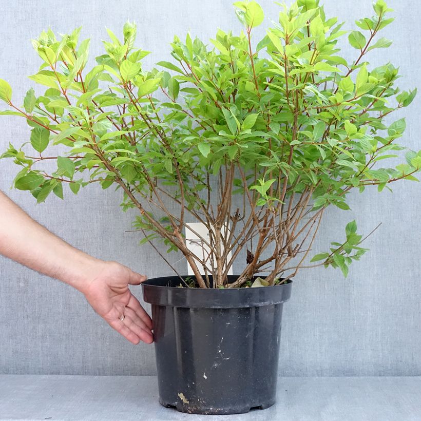 Exemplaar van Cephalanthus occidentalis - Kogelbloem Pot van 7,5 l/10 l zoals geleverd in de lente