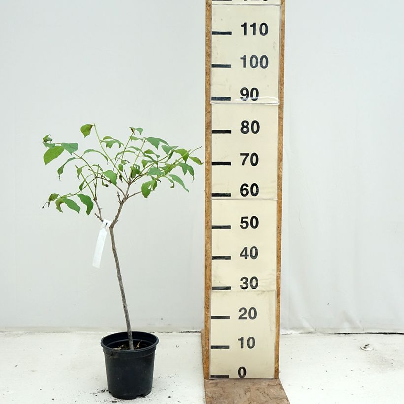 Exemplaar van Cephalanthus occidentalis - Kogelbloem Pot van 3 l/4 l, Stengel zoals geleverd in de lente