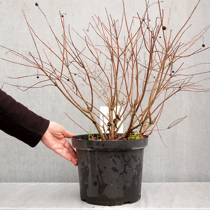 Exemplaar van Cephalanthus occidentalis - Kogelbloem Pot van 7,5 l/10 l zoals geleverd in de herfst