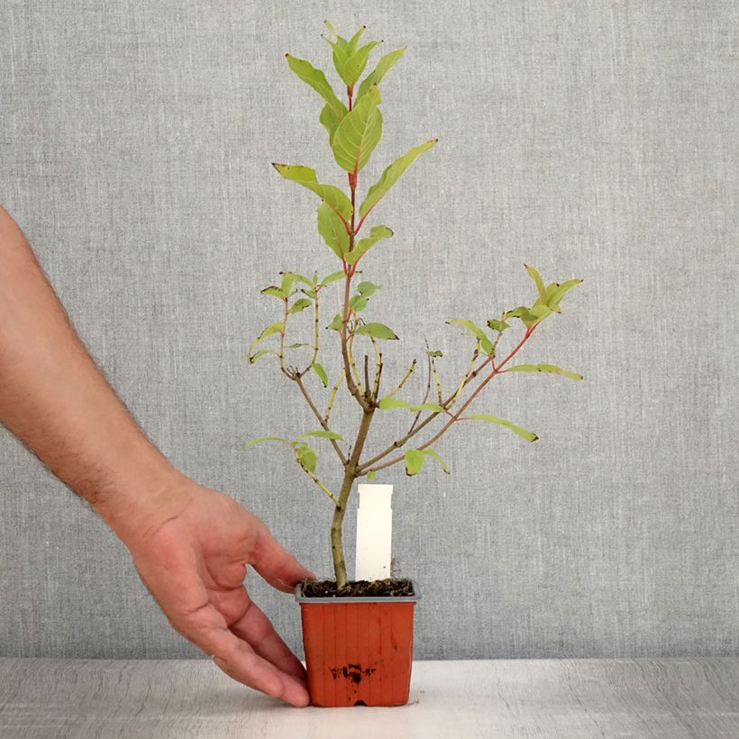 Exemplaar van Cephalanthus occidentalis Moonlight Fantasy - Kogelbloem Kweekpotje van 8/9 cm zoals geleverd in de zomer