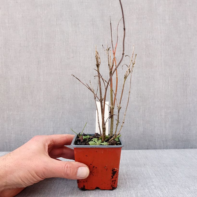 Example of Cephalanthus occidentalis Moonlight Fantasy Kweekpotje van 8/9 cm as you get in hiver