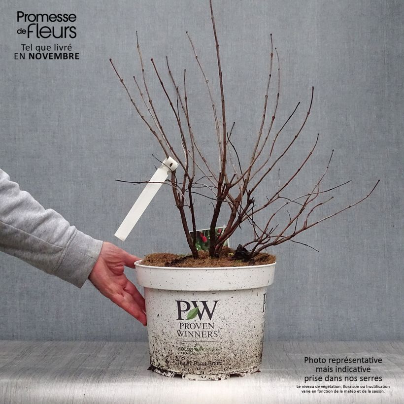Exemplaar van Kogelbloem - Sugar Shack Pot van 7,5 l/10 l zoals geleverd in de herfst