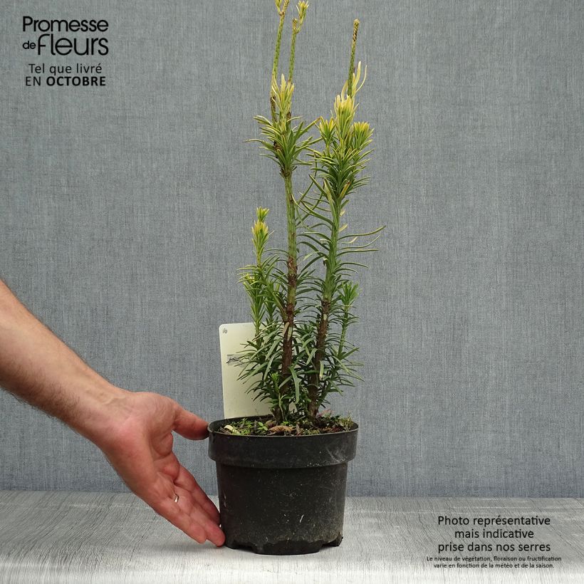 Exemplaar van Cephalotaxus harringtonia Korean Gold - Knoptaxus Pot van 2 l/3 l zoals geleverd in de herfst