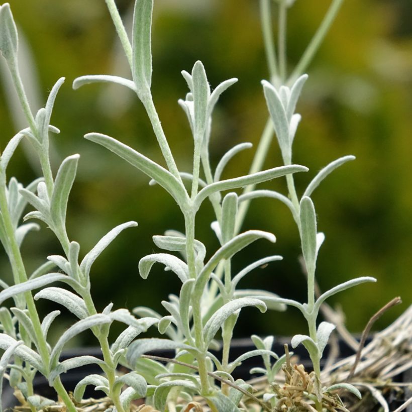 Cerastium tomentosum var. columnae - Viltige hoornbloem (Blad)